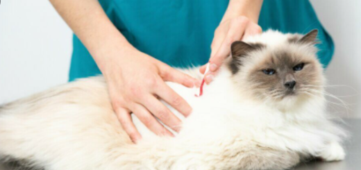 How to Remove Ticks from Cat Fur