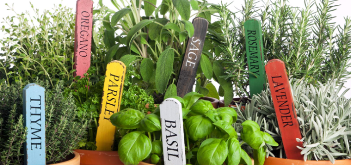 The Best Herbs to Grow in Your Garden For Cooking